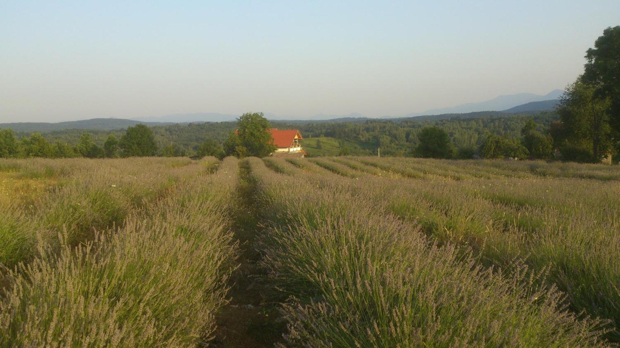 Lavanda Farm Apartmani Rakovica Buitenkant foto