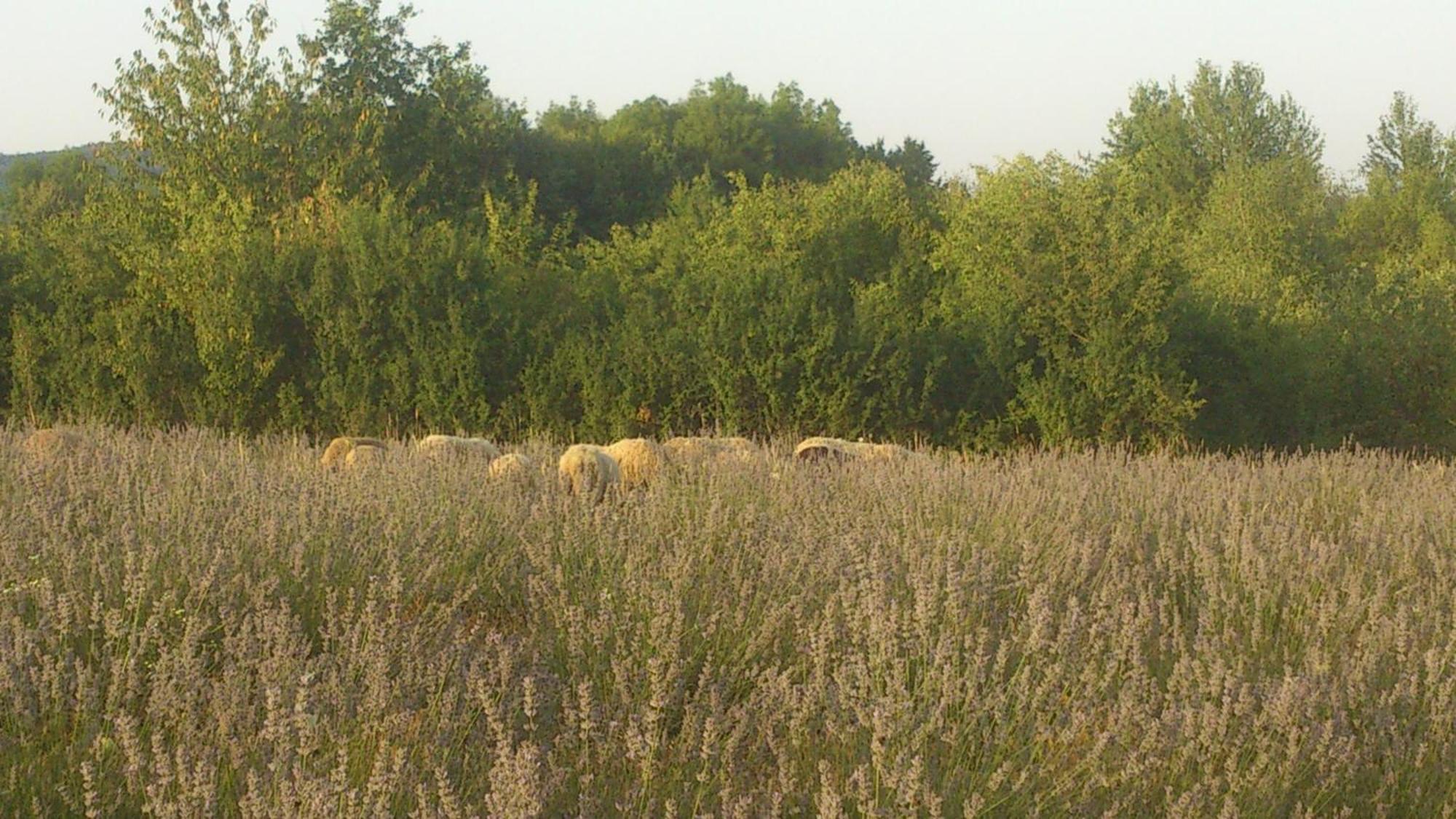 Lavanda Farm Apartmani Rakovica Buitenkant foto