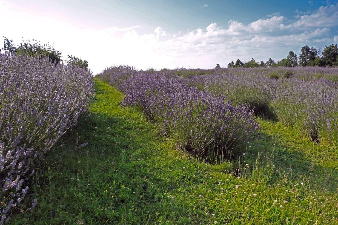 Lavanda Farm Apartmani Rakovica Buitenkant foto