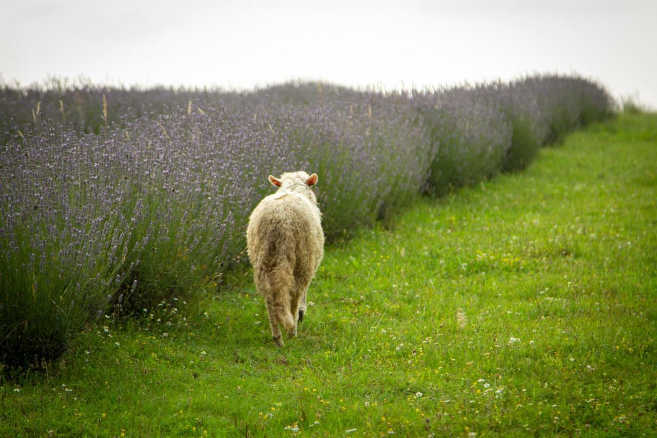 Lavanda Farm Apartmani Rakovica Buitenkant foto